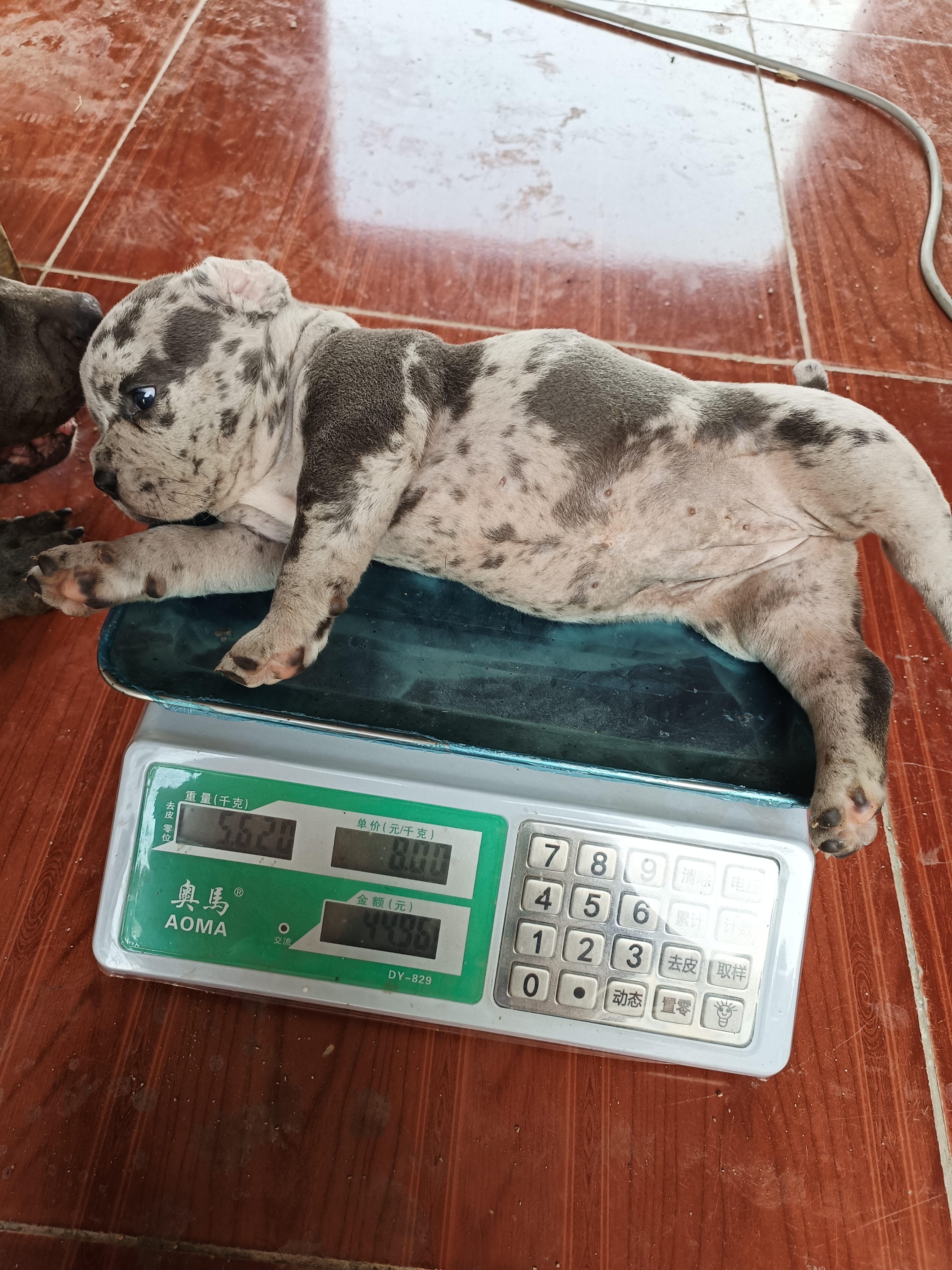 恶霸犬  大体陨石色